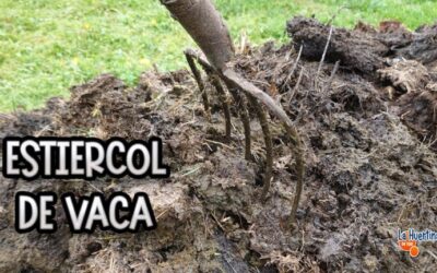 Mejores Técnicas de Poda de Palmeras en Santiago de Compostela