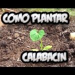 Impulso a la Creación de Espacios Verdes en la Capital Gallega