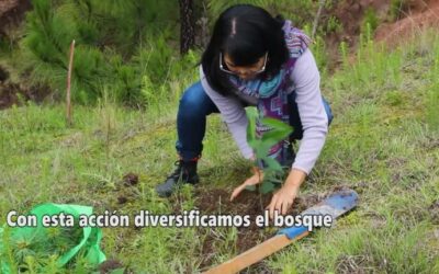 Mejora del Paisaje Urbano a través de la Poda Institucional