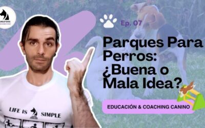 Cómo mantener en óptimas condiciones los parques caninos